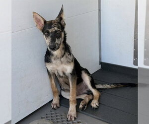 Mutt Dogs for adoption in San Bernardino, CA, USA