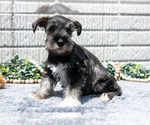 Small Photo #10 Schnauzer (Miniature) Puppy For Sale in BALTIC, OH, USA
