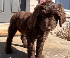 Aussiedoodle Puppy for sale in LAWRENCEBURG, TN, USA