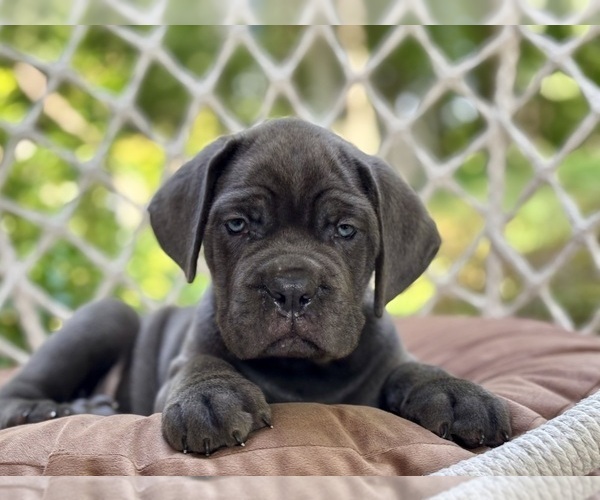 Medium Photo #4 Cane Corso Puppy For Sale in NEWTON, NJ, USA