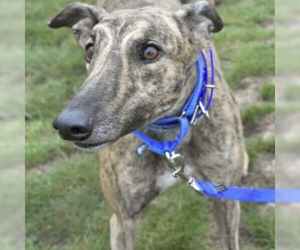 Medium Photo #1 Greyhound Puppy For Sale in Grandville, MI, USA