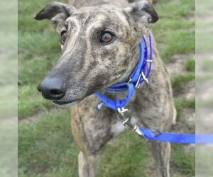 Greyhound Dogs for adoption in Grandville, MI, USA