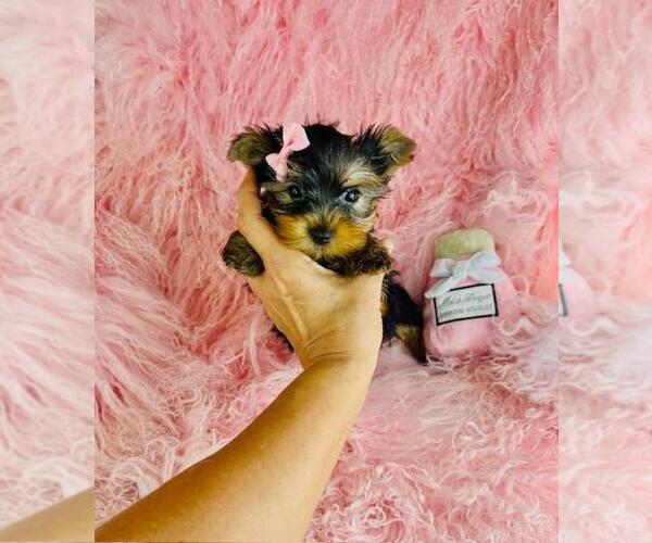 Medium Photo #13 Yorkshire Terrier Puppy For Sale in BOSTON, MA, USA
