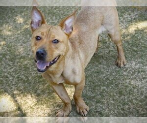 American Staffordshire Terrier-Pembroke Welsh Corgi Mix Dogs for adoption in Tallahassee, FL, USA