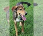 Diva - Female Labrador Retriever-Unknown Mix Dog for Adoption - Small photo