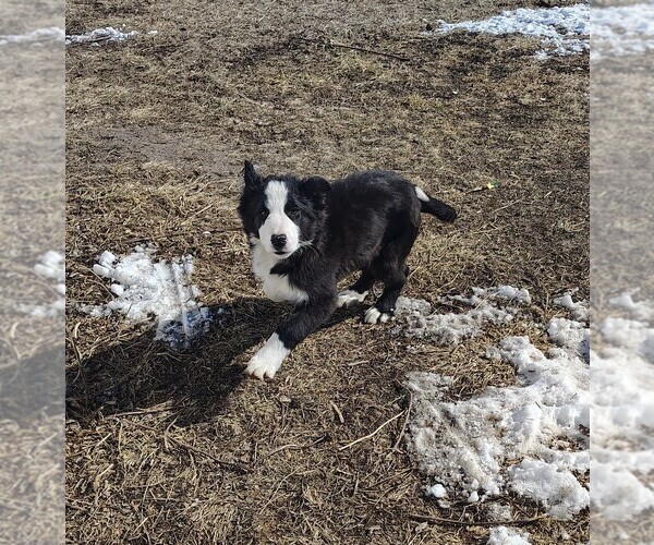 Medium Photo #19 Border Collie Puppy For Sale in NORBORNE, MO, USA