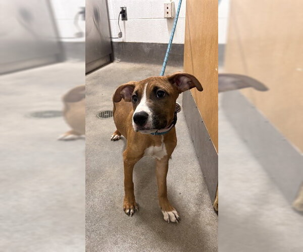 Medium Photo #1 Mutt Puppy For Sale in Forestville, MD, USA