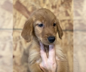 English Cream Golden Retriever-Golden Retriever Mix Puppy for sale in HUNTSVILLE, TX, USA