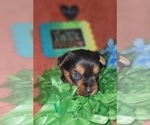 Small #20 Yorkshire Terrier