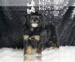 Small #5 YorkiePoo