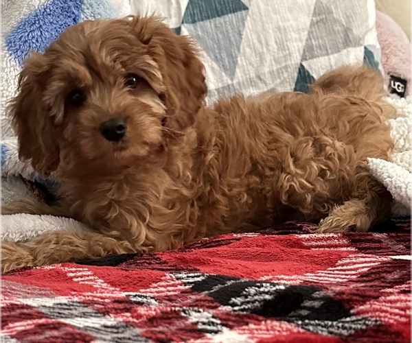 Medium Photo #1 Cavapoo (Miniature) Puppy For Sale in REHOBOTH, MA, USA