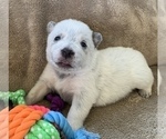 Small Photo #17 Australian Cattle Dog Puppy For Sale in MYRTLE BEACH, SC, USA