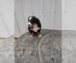 Small Photo #4 Bernese Mountain Dog Puppy For Sale in MEMPHIS, MO, USA