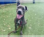 Small #1 American Pit Bull Terrier