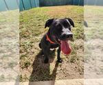 FUZZBALL - Female Labrador Retriever-Unknown Mix Dog for Adoption - Small photo
