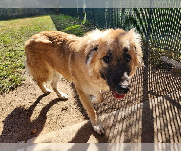 Medium Photo #1 Anatolian Shepherd Puppy For Sale in Springfield, MA, USA