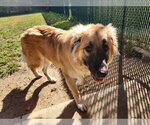 ROLLIE - Female Anatolian Shepherd Dog for Adoption - Small photo