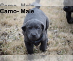 Small Photo #5 Labrador Retriever Puppy For Sale in DENTON, TX, USA