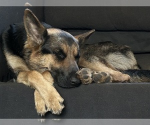 Mother of the German Shepherd Dog puppies born on 03/08/2025