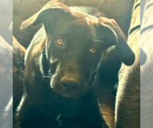 Medium Photo #5 Sheprador Puppy For Sale in Laramie, WY, USA