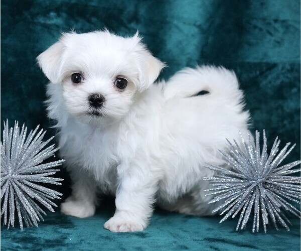 Medium Photo #3 Maltese Puppy For Sale in ROCK VALLEY, IA, USA
