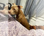 Small #2 American Staffordshire Terrier Mix