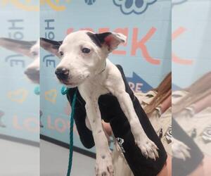 Mutt Dogs for adoption in Temple, TX, USA