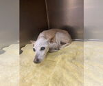 Small #1 Chihuahua Mix