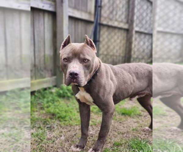 Medium Photo #6 American Staffordshire Terrier-Unknown Mix Puppy For Sale in Sheboygan, WI, USA