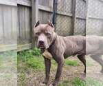 Small #5 American Staffordshire Terrier Mix