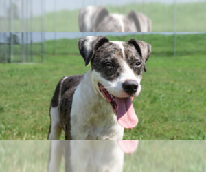 Mutt Dogs for adoption in Abbeville, LA, USA