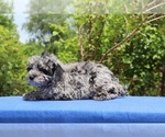 Small #4 Poodle (Toy)