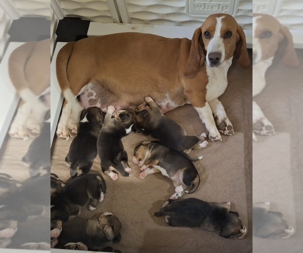 Medium Photo #1 Bagle Hound Puppy For Sale in CENTRALIA, WA, USA