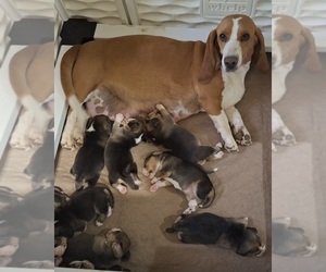 Mother of the Bagle Hound puppies born on 04/30/2025