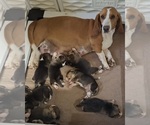 Small Photo #1 Bagle Hound Puppy For Sale in CENTRALIA, WA, USA