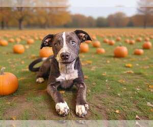 Frannie 26/740 - Female Catahoula Leopard Dog-Unknown Mix Dog for Adoption - Photo #3