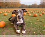 Small Photo #3 Catahoula Leopard Dog-Unknown Mix Puppy For Sale in Talladega, AL, USA