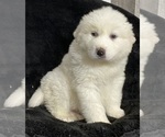 Small #3 Great Pyrenees