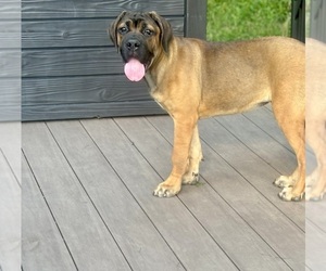 Cane Corso Puppy for sale in NEWTON, NJ, USA