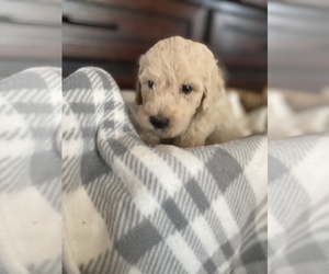 Goldendoodle Puppy for sale in N HIGHLANDS, CA, USA