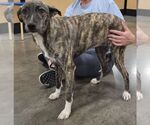 Small #1 Mutt