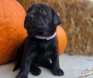 Labrador Retriever Puppy for sale in ADVANCE, NC, USA