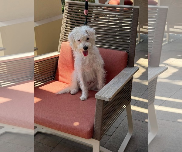 Medium Photo #4 Maltese Puppy For Sale in Menifee, CA, USA