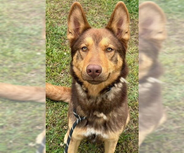 Medium Photo #3 German Shepherd Dog Puppy For Sale in Newfoundland, PA, USA