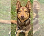 Small #2 German Shepherd Dog
