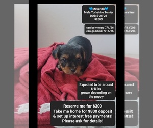 Yorkshire Terrier Puppy for sale in TUCSON, AZ, USA
