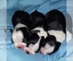 Small Photo #3 Boston Terrier Puppy For Sale in HARRISBURG, PA, USA