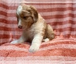 Small Photo #23 Australian Shepherd Puppy For Sale in LAKELAND, FL, USA