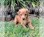 Small Photo #33 Double Doodle Puppy For Sale in LAGRANGE, GA, USA