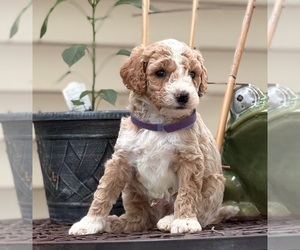 Goldendoodle (Miniature) Puppy for sale in SAINT MARYS, KS, USA